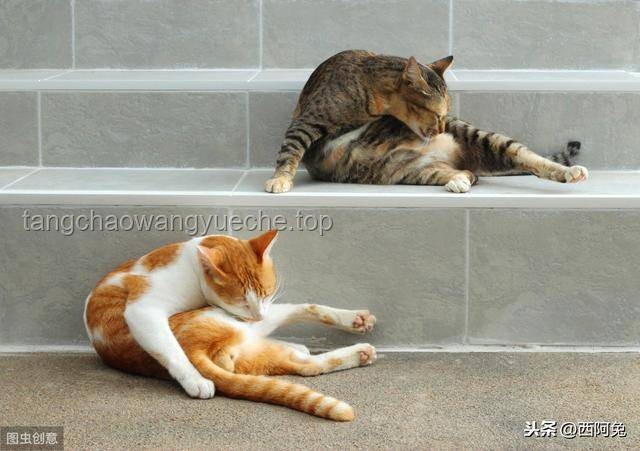 猫咪异食行为洞察：从舔仙人球现象看宠物健康与产业趋势